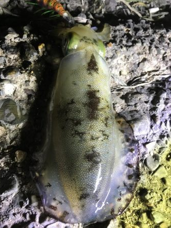 しぶとくナイトエギング