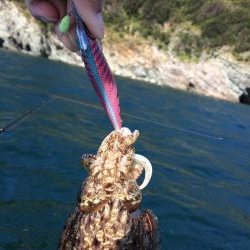 エギング、タイラバ釣果