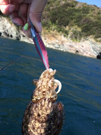 エギング、タイラバ釣果