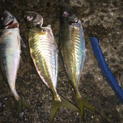 アジも大きくなってきました