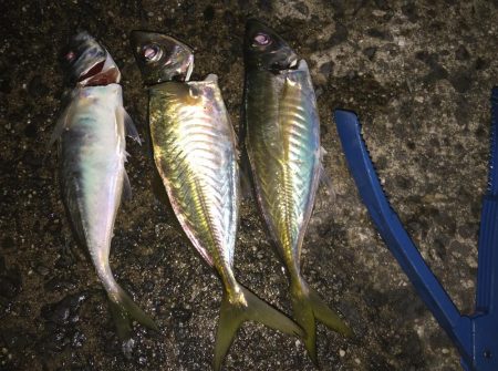 アジも大きくなってきました