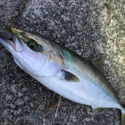 ナブラの正体はハマチ