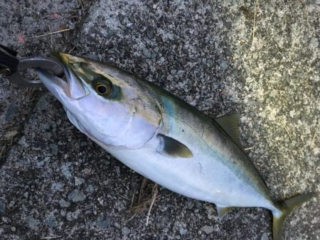 ナブラの正体はハマチ