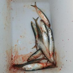 ショアジギング