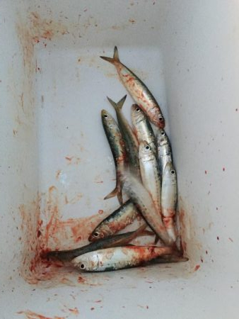 ショアジギング