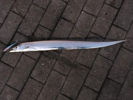 夜フカセ釣り〜朝まずめショアジギ