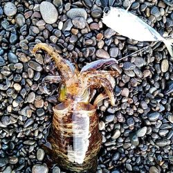 今季初めてのアオリイカでした!!