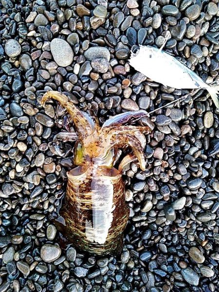 今季初めてのアオリイカでした!!