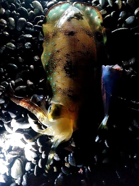 アオリイカ　3杯ゲット!!