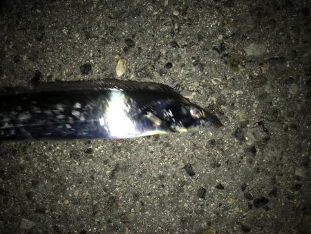 釣り日和に限って。