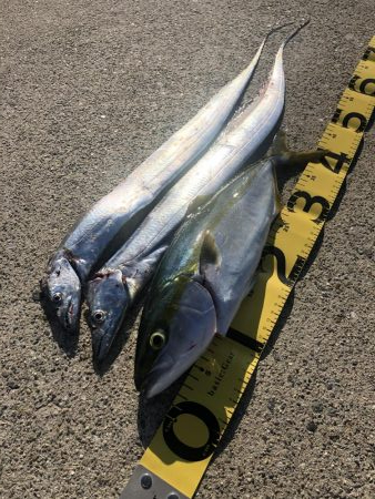 ぎりぎりハマチ