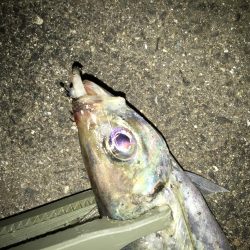 周りを見て2種類の釣り