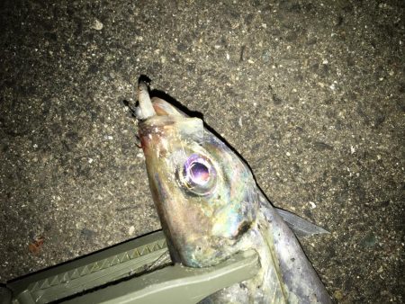 周りを見て2種類の釣り