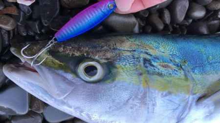 久しぶりの青物！