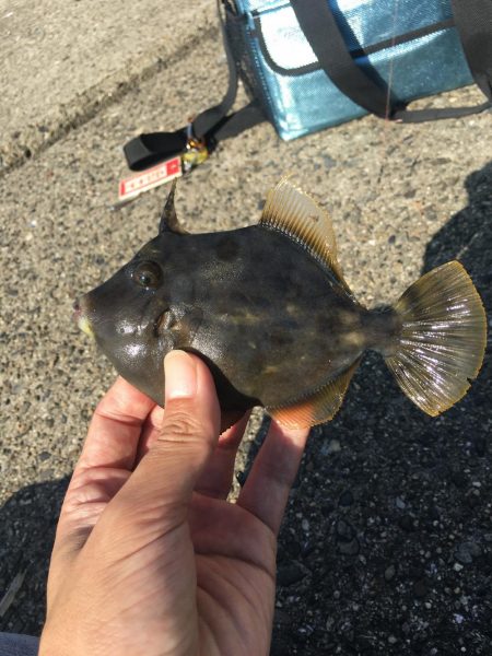カワハギ釣り