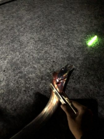 初めての南芦屋浜