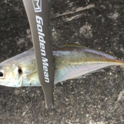 夕方アジング&ライトロック