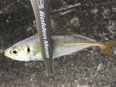 夕方アジング&ライトロック