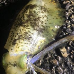 アオリ ５００オーバー