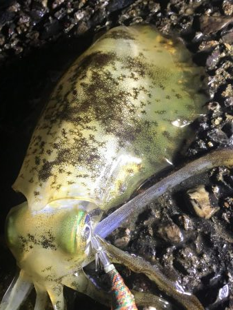 アオリ ５００オーバー