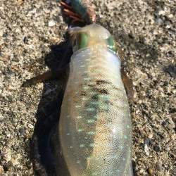 蒲入でエギング