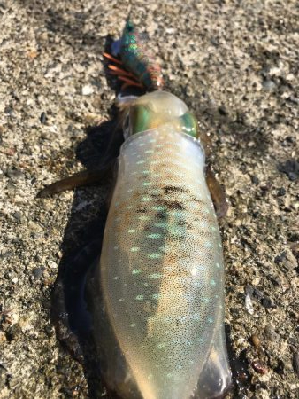 蒲入でエギング