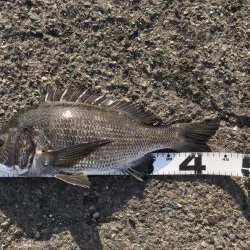 イチノ兄弟、釣果!