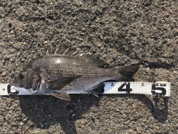 イチノ兄弟、釣果!