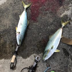 ハマチの回遊アリ