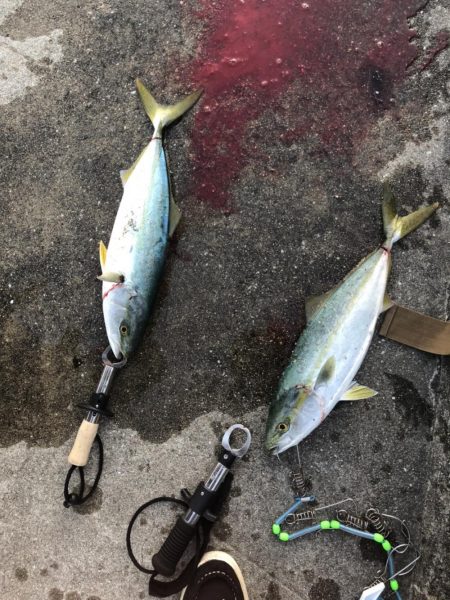 ハマチの回遊アリ