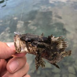 ライトゲームとタコ