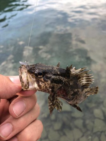 ライトゲームとタコ