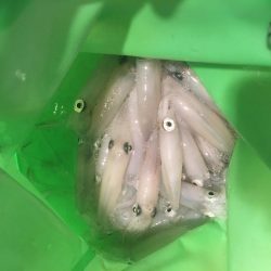 ヒイカ釣果 小雨の降る中