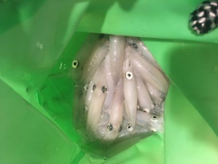 ヒイカ釣果 小雨の降る中