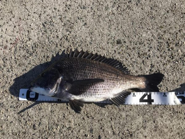 イチノ兄弟、釣果!