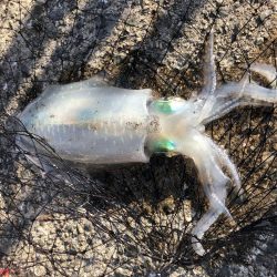 あのアジュールで