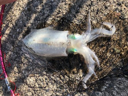 あのアジュールで