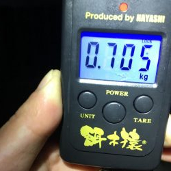 アオリイカ好調