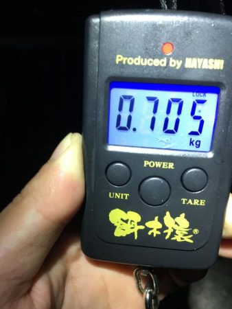 アオリイカ好調