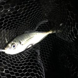 連チャン淡路遠征