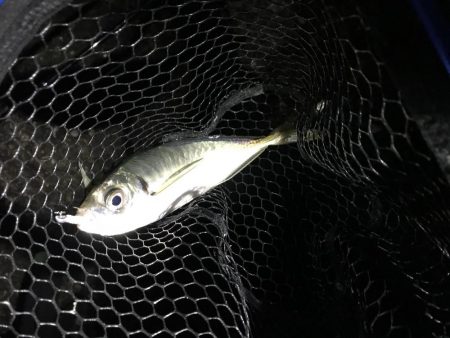 連チャン淡路遠征