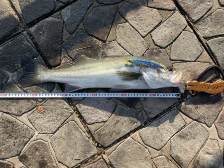 今年ラスト釣行。