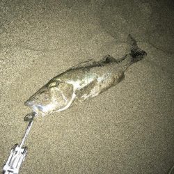 チーバスとマゴチ