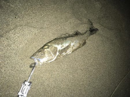 チーバスとマゴチ