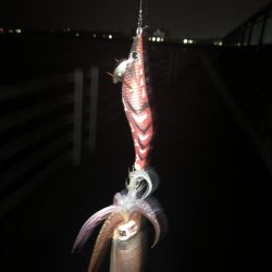 アオリイカ狙いが剣先イカ‼️