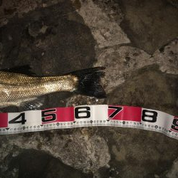 津井港 夜シーバス