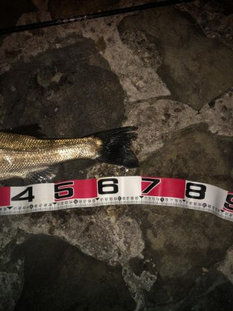 津井港 夜シーバス