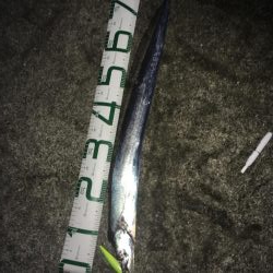 いいサイズ2本!