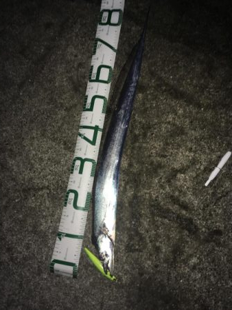 いいサイズ2本!