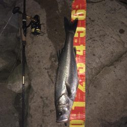 円山川シーバス